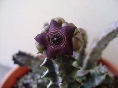 Caralluma europaea