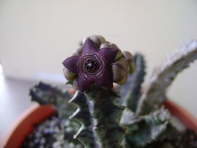 Caralluma europaea