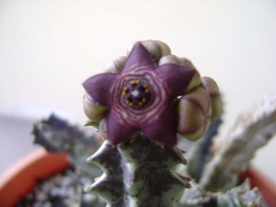 Caralluma europaea