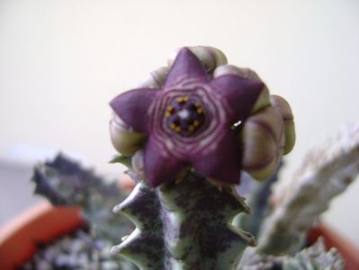 Caralluma europaea