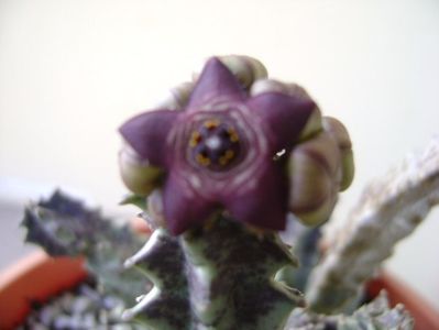 Caralluma europaea