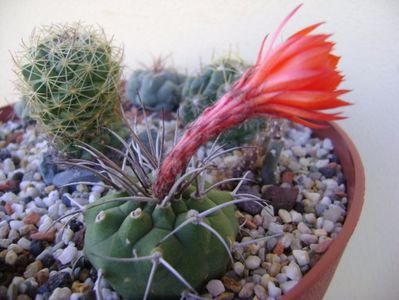 Matucana madisoniorum; 1 oct. 2017
