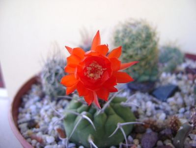 Matucana madisoniorum; 1 oct. 2017
