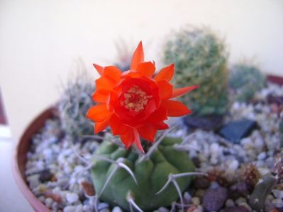 Matucana madisoniorum; 1 oct. 2017
