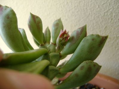 Monadenium guentheri