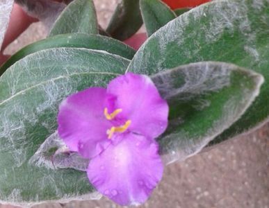 Tradescantia sillamontana, cu frunze argintii paroase