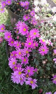 Bănutel de balcon 'Strawberry Pink