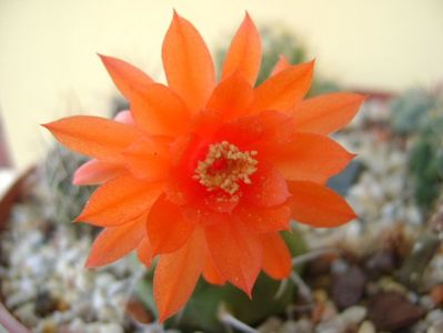 Matucana madisoniorum; 1 oct. 2017
