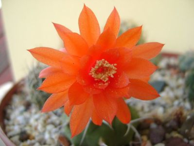 Matucana madisoniorum; 1 oct. 2017
