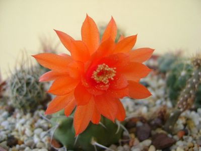 Matucana madisoniorum; 1 oct. 2017
