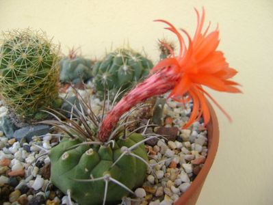 Matucana madisoniorum; 1 oct. 2017
