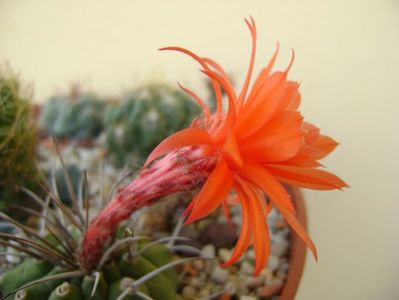Matucana madisoniorum; 1 oct. 2017
