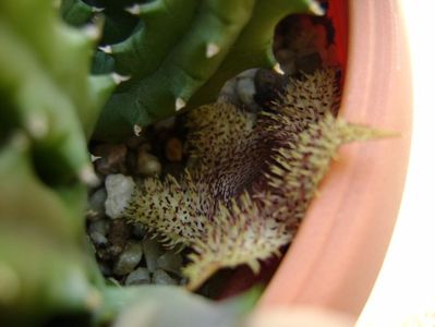 Huernia histrix v. nova