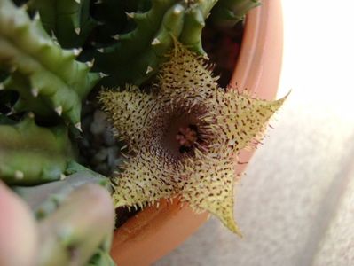 Huernia histrix v. nova