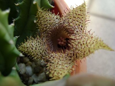 Huernia histrix v. nova