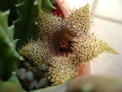 Huernia histrix v. nova