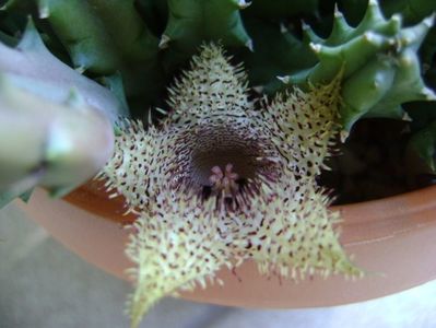 Huernia histrix v. nova