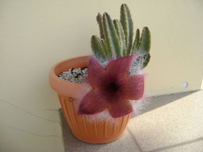 Stapelia grandiflora