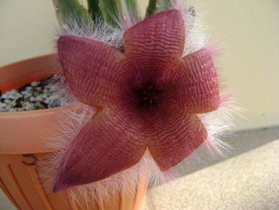 Stapelia grandiflora