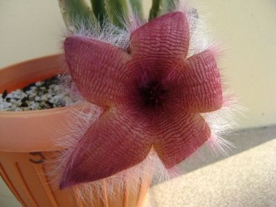 Stapelia grandiflora