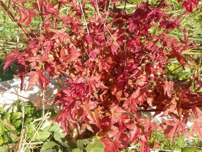 acer palmatum Beni Maiko