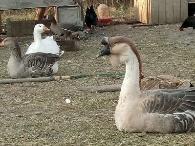 3 specii de gâște