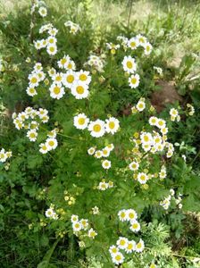 Tanacetum (spilcuta)