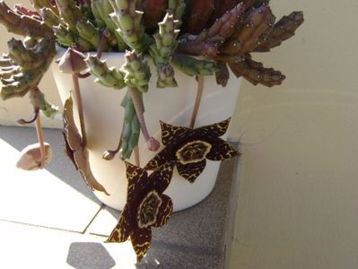 Stapelia variegata