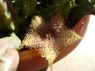 Huernia histrix v. nova