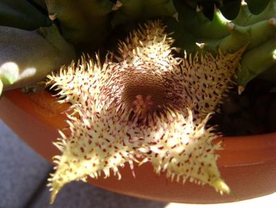 Huernia histrix v. nova