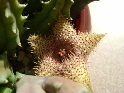 Huernia histrix v. nova