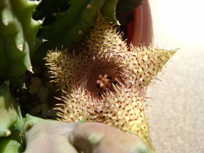 Huernia histrix v. nova