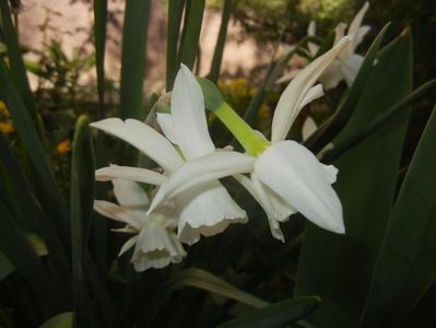Narcissus Thalia (2017, April 11)