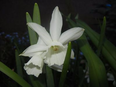 Narcissus Thalia (2017, April 13)