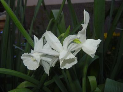 Narcissus Thalia (2017, April 14)