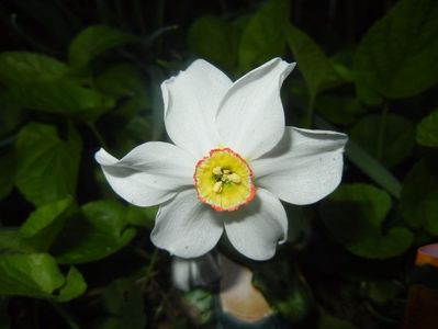 Narcissus Pheasants Eye (2017, April 14)