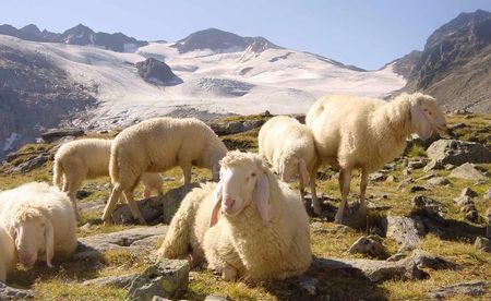 oile de munte la altitudine mare