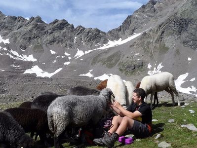 Turistul cu oile pe munte