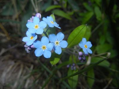 Myosotis alpestris (2017, April 13)