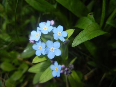 Myosotis alpestris (2017, April 13)