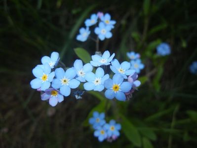 Myosotis alpestris (2017, April 13)