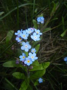 Myosotis alpestris (2017, April 13)