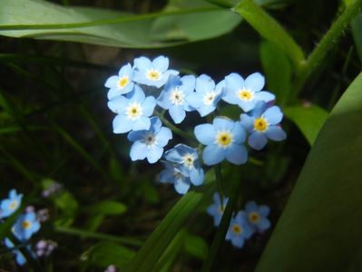 Myosotis alpestris (2017, April 13)