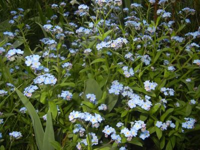 Myosotis alpestris (2017, April 14)