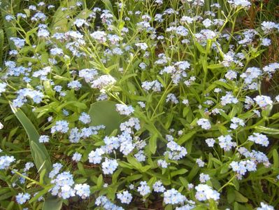 Myosotis alpestris (2017, April 15)