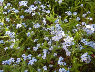 Myosotis alpestris (2017, April 15)