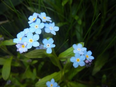 Myosotis alpestris (2017, April 15)