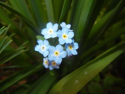 Myosotis alpestris (2017, April 15)