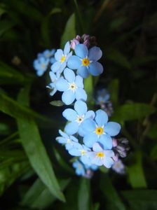 Myosotis alpestris (2017, April 15)