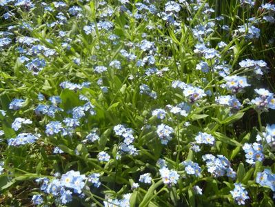 Myosotis alpestris (2017, April 16)